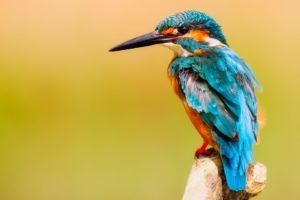 Read more about the article A Guide on How to keep fountain water clean for birds