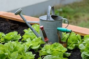 Read more about the article The Benefits Of Gardening as a Hobby
