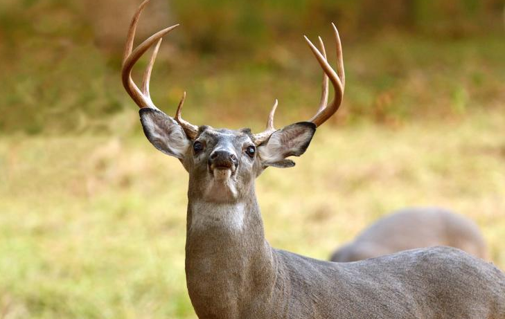 buck and does Deer behavior