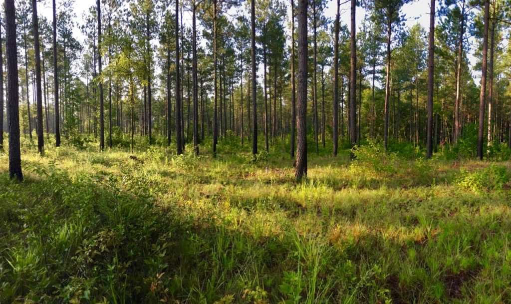 Hunting spot for deer