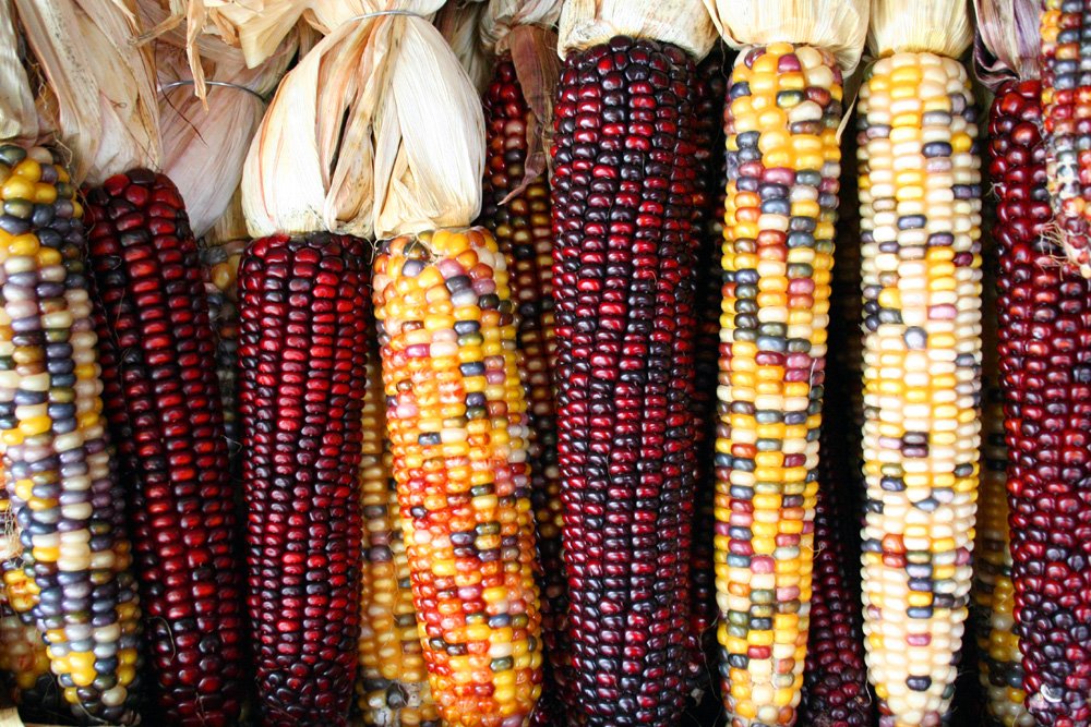 hybrid corn types
