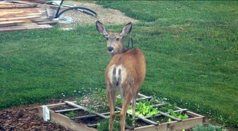 Deer eating food from plot