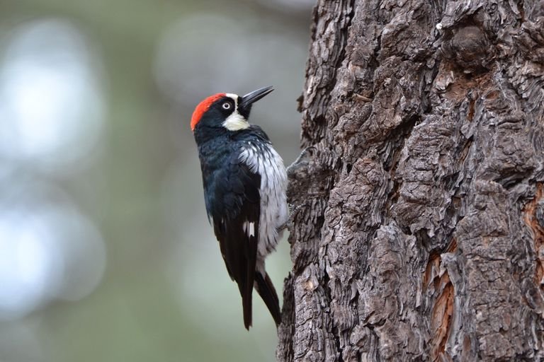 attracting a woodpecker to a tree