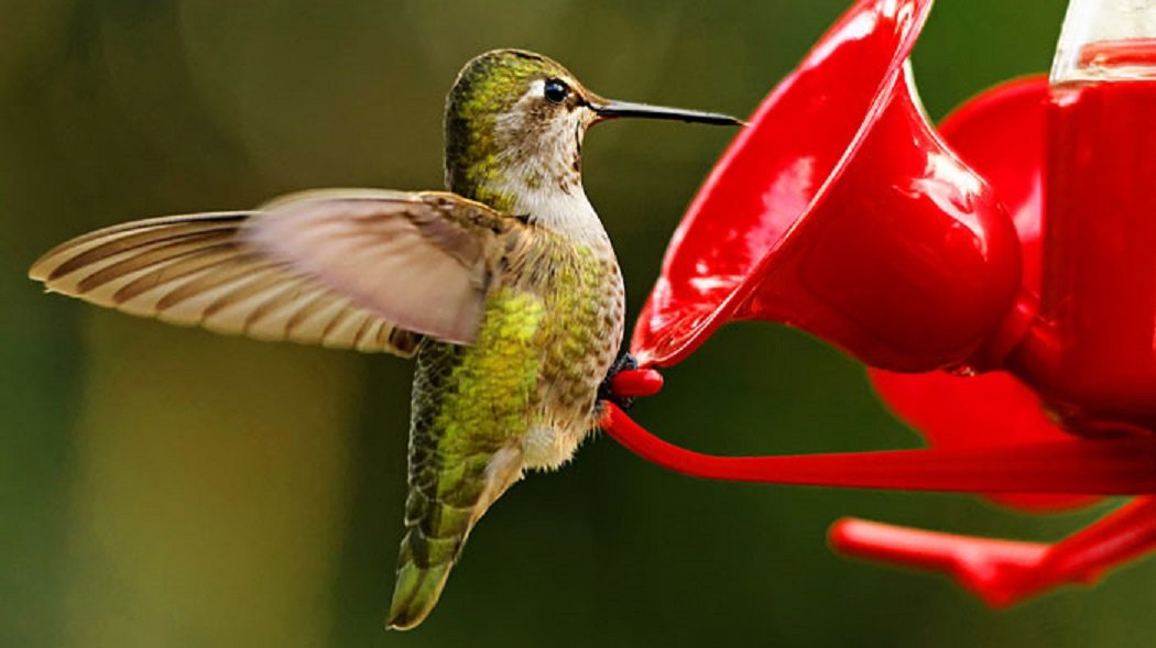 How To Guide Sugar Water Ratio For Hummingbird 2020 Update 