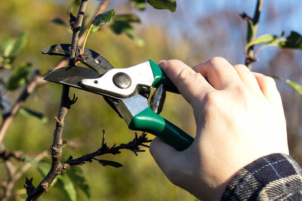 Read more about the article Best Pruners For Arthritic Hands