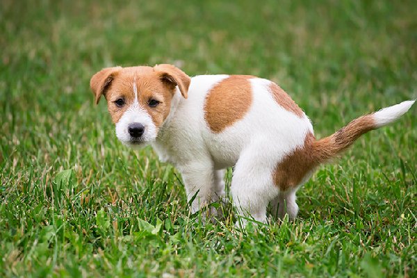 dog squatting to pee on grass