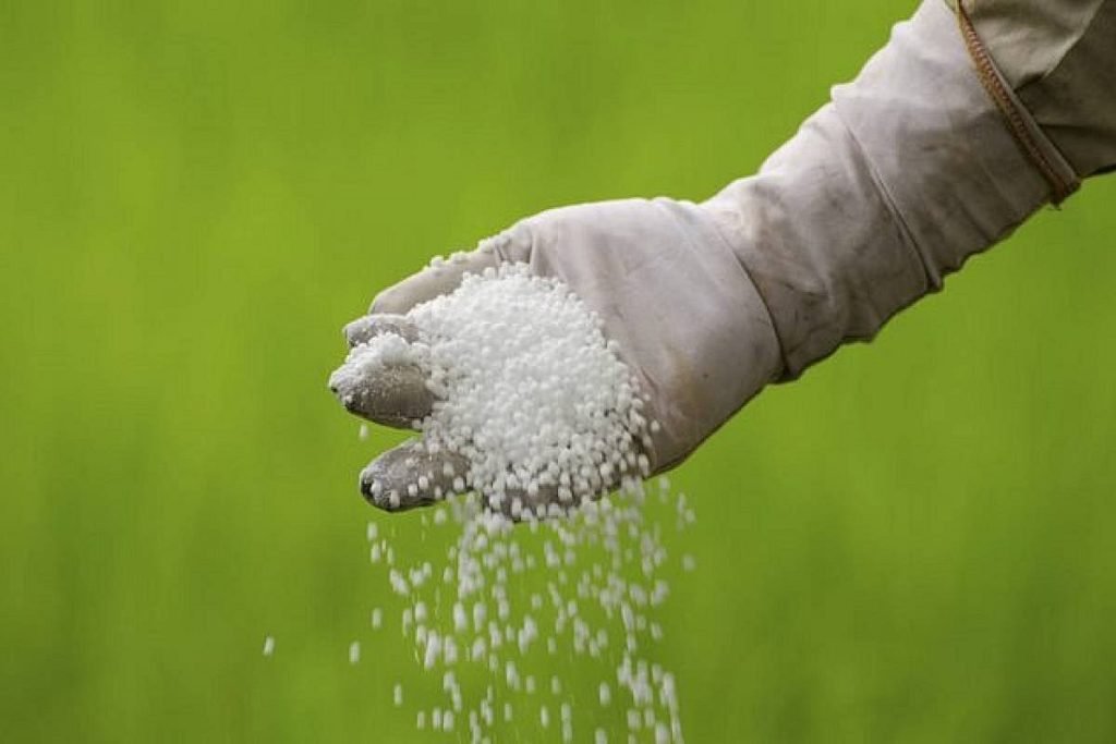 spreading nitrogen fertilizer on soil
