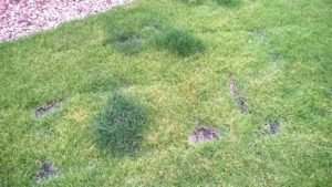 Read more about the article Why Are There Dark Green Patches In My Lawn
